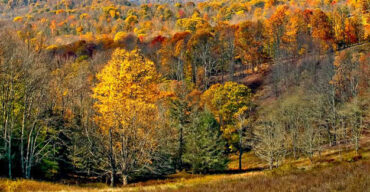 This is an image of Autumn trees in Parkersburg where ASTA-USA provides professional translation services.