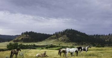 Pictured: Horses grazing a field in Billings Montana.
